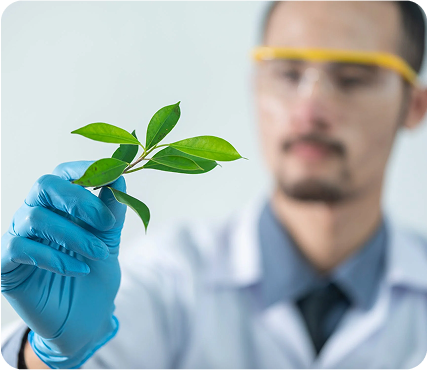 A lab professional inspecting leaves